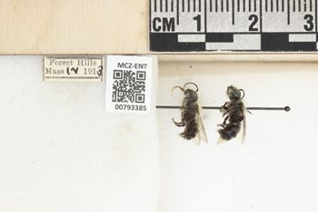 Media type: image;   Entomology 793385 Aspect: Labels